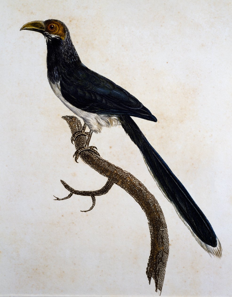 红脸马尔科哈(Phaenicophaeus pyrrhocephalus) 作者 雅克（后）军乐队