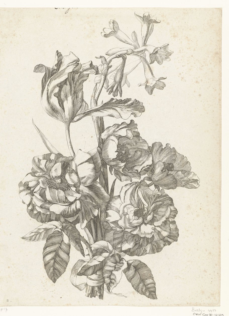 牡丹、郁金香和扫帚菜花束
Diverses Fleurs mises en Boucquets（系列名称） 作者 雅克·贝利（一）
