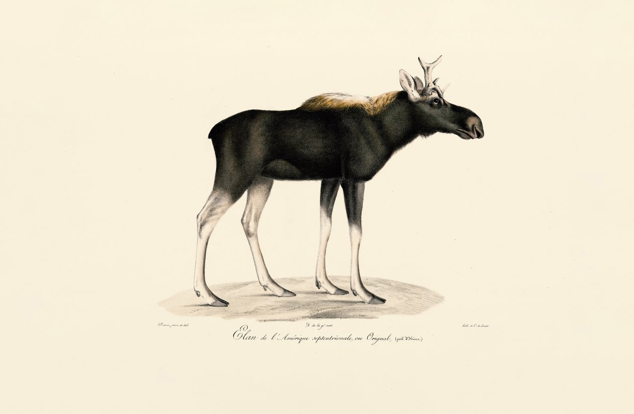 美洲驼鹿（Alces americanus） 作者 