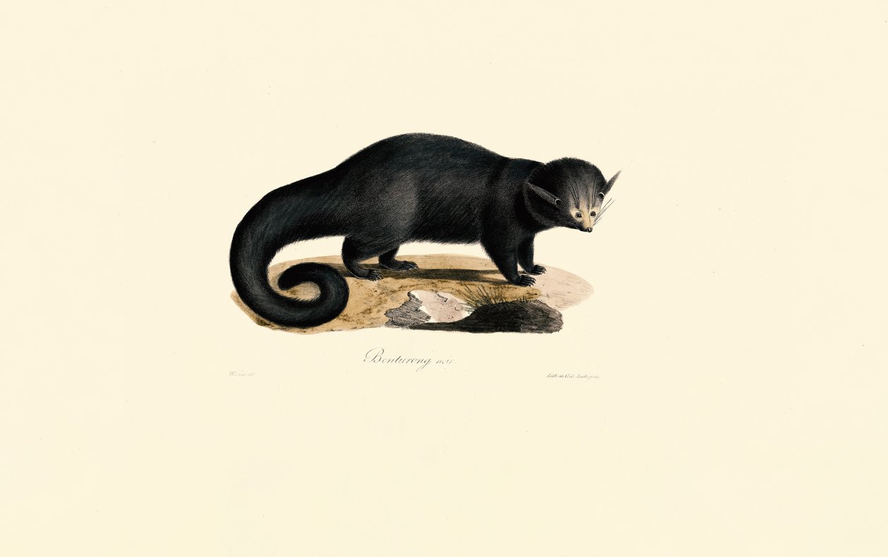 班图龙（Arctictis binturong） 作者 