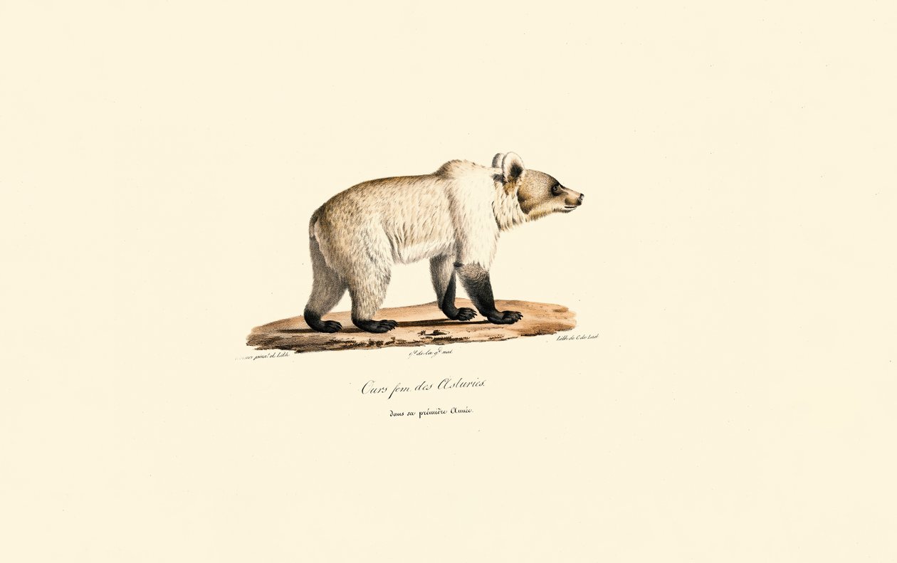 坎塔布里亚棕熊（Ursus arctos pyrenaicus） 作者 