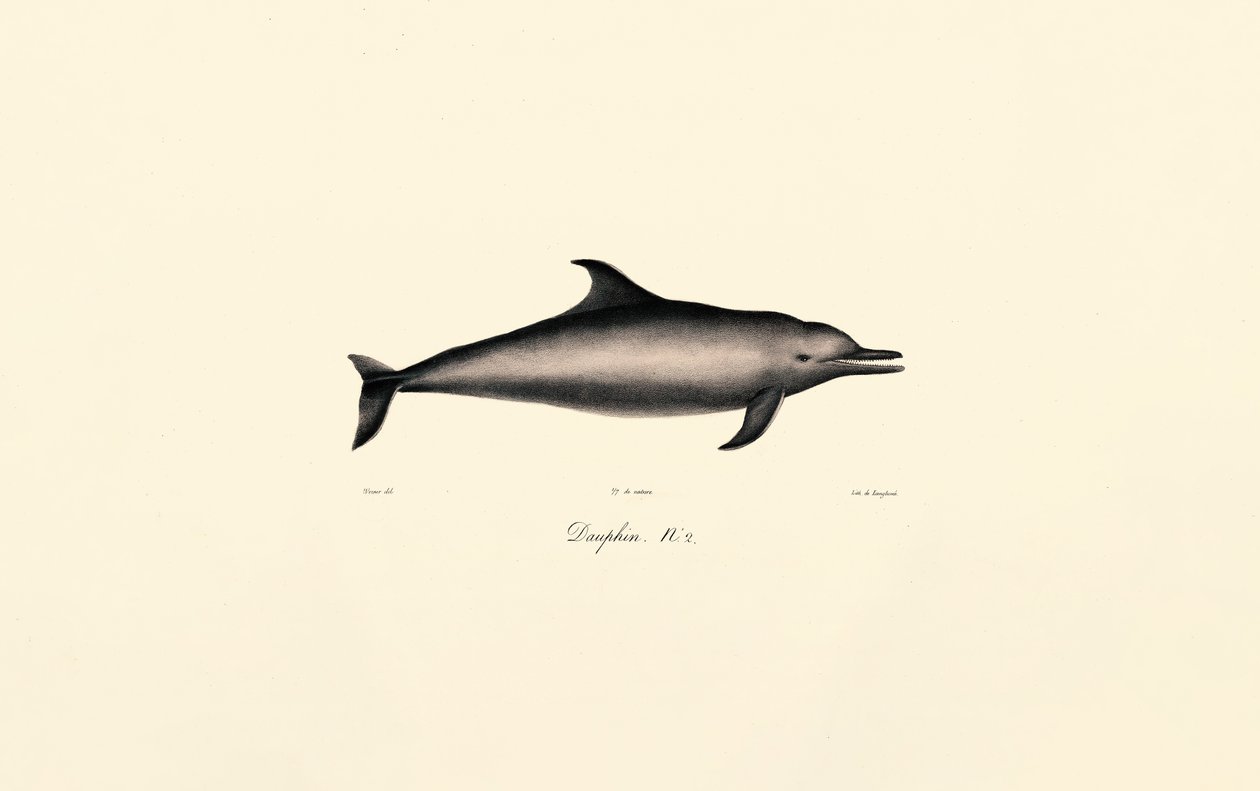 普通海豚（Delphinus delphis） 作者 