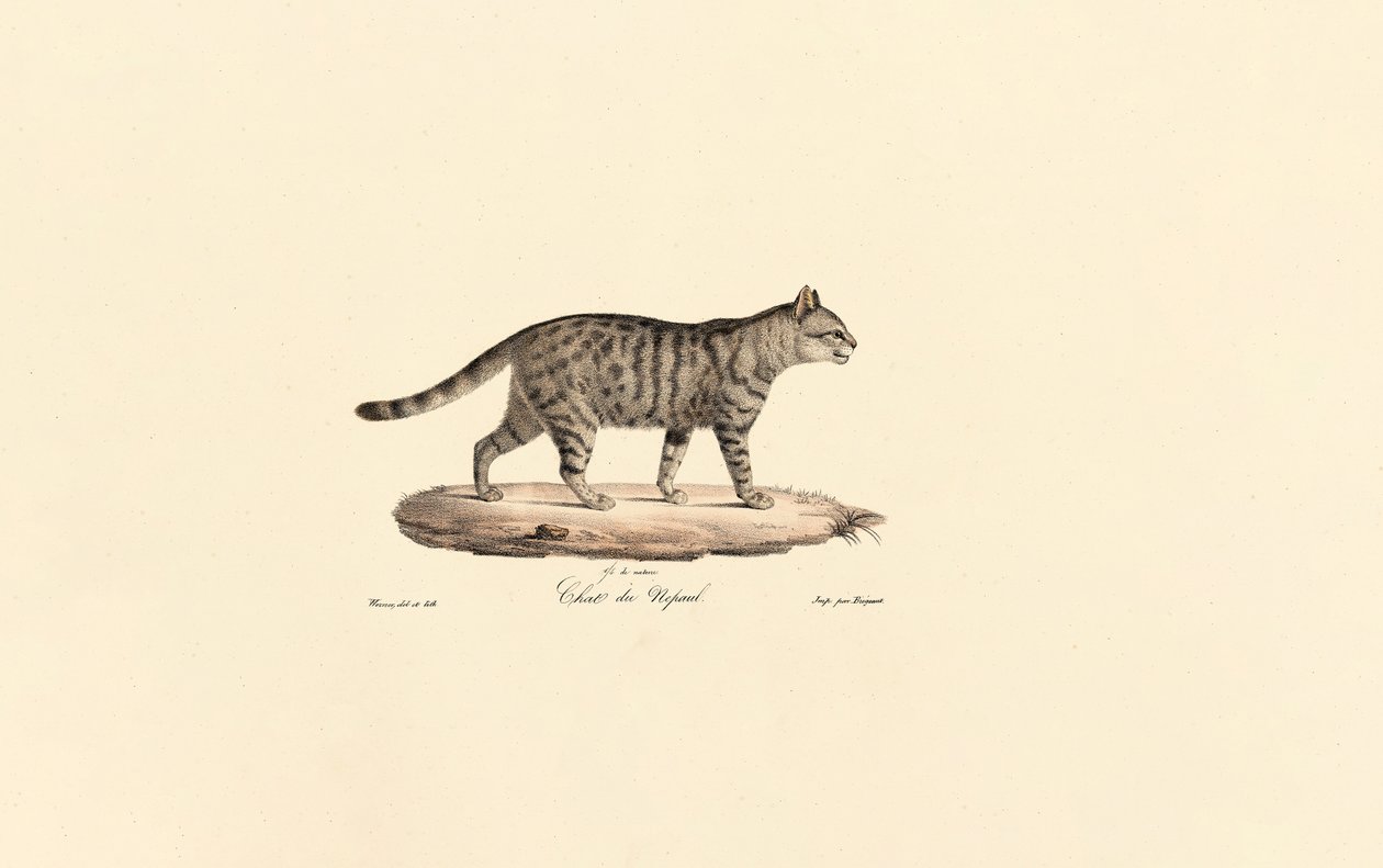 欧洲野猫 作者 