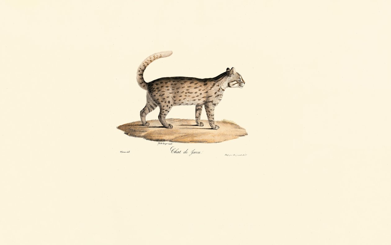 豹猫（Prionailurus bengalensis） 作者 