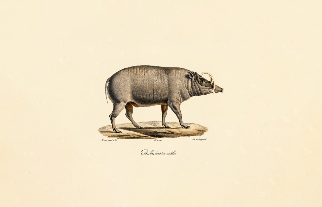 男性 Babirusa 作者 