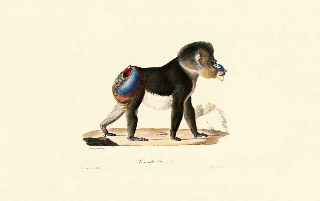Mandrill 作者 