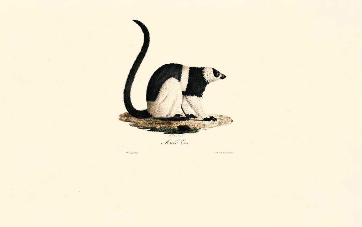狐猴 作者 