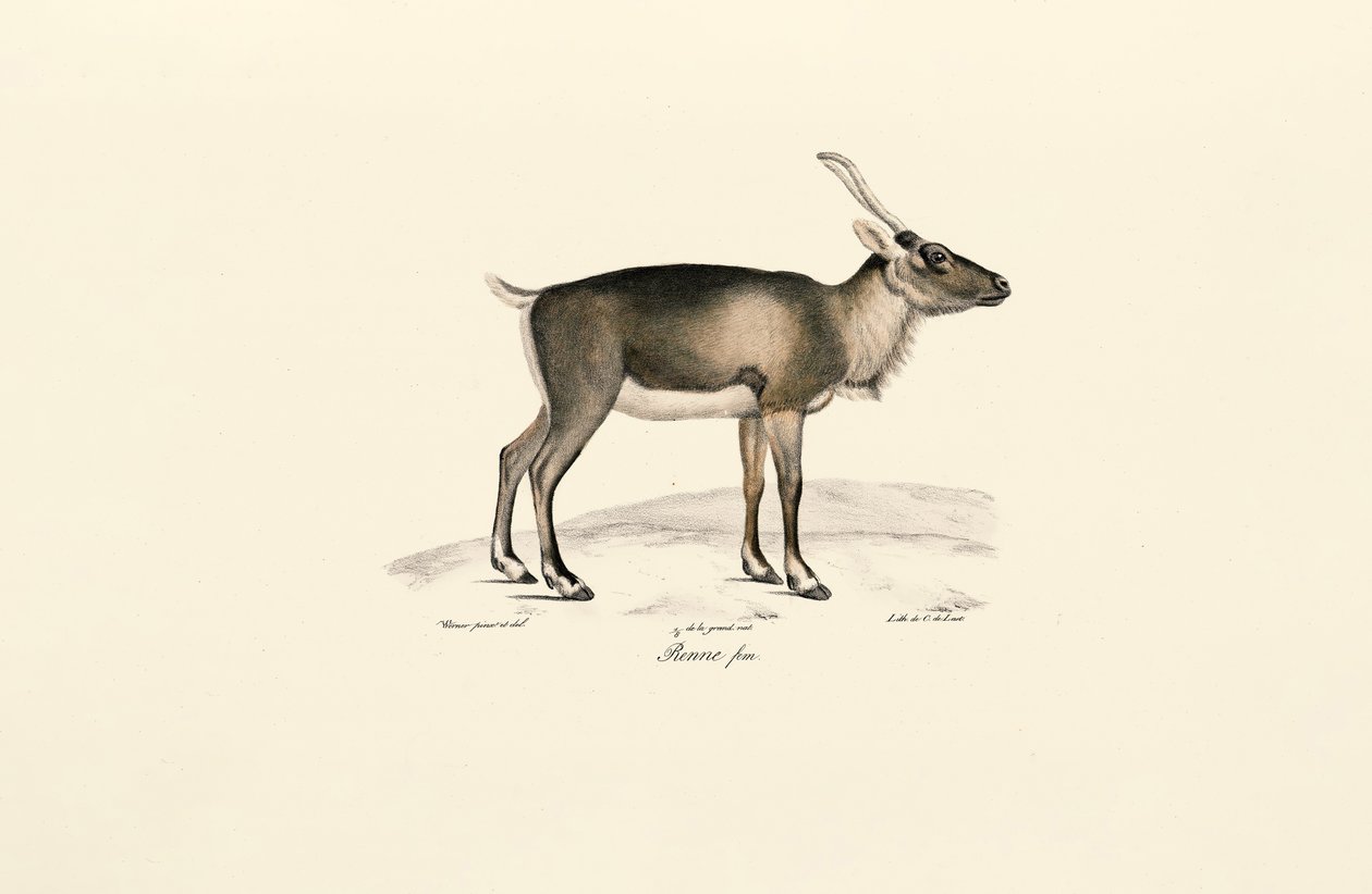 西伯利亚麝香鹿（Moschus moschiferus） 作者 