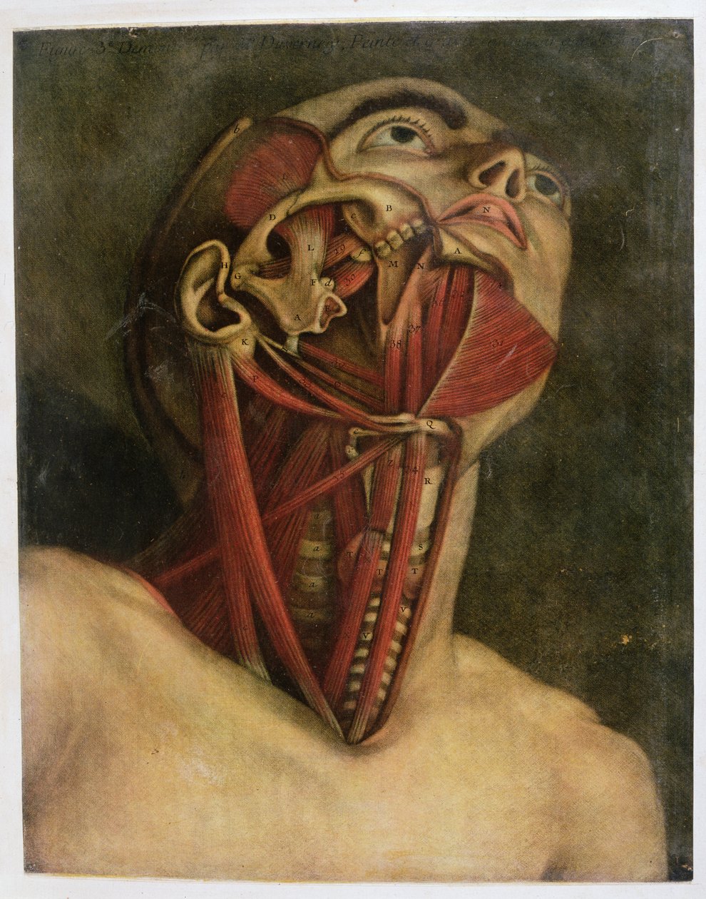 颈部和脸部右侧的横截面，c.1745（mezziotint） 作者 雅克·法比恩·高蒂埃·达戈蒂