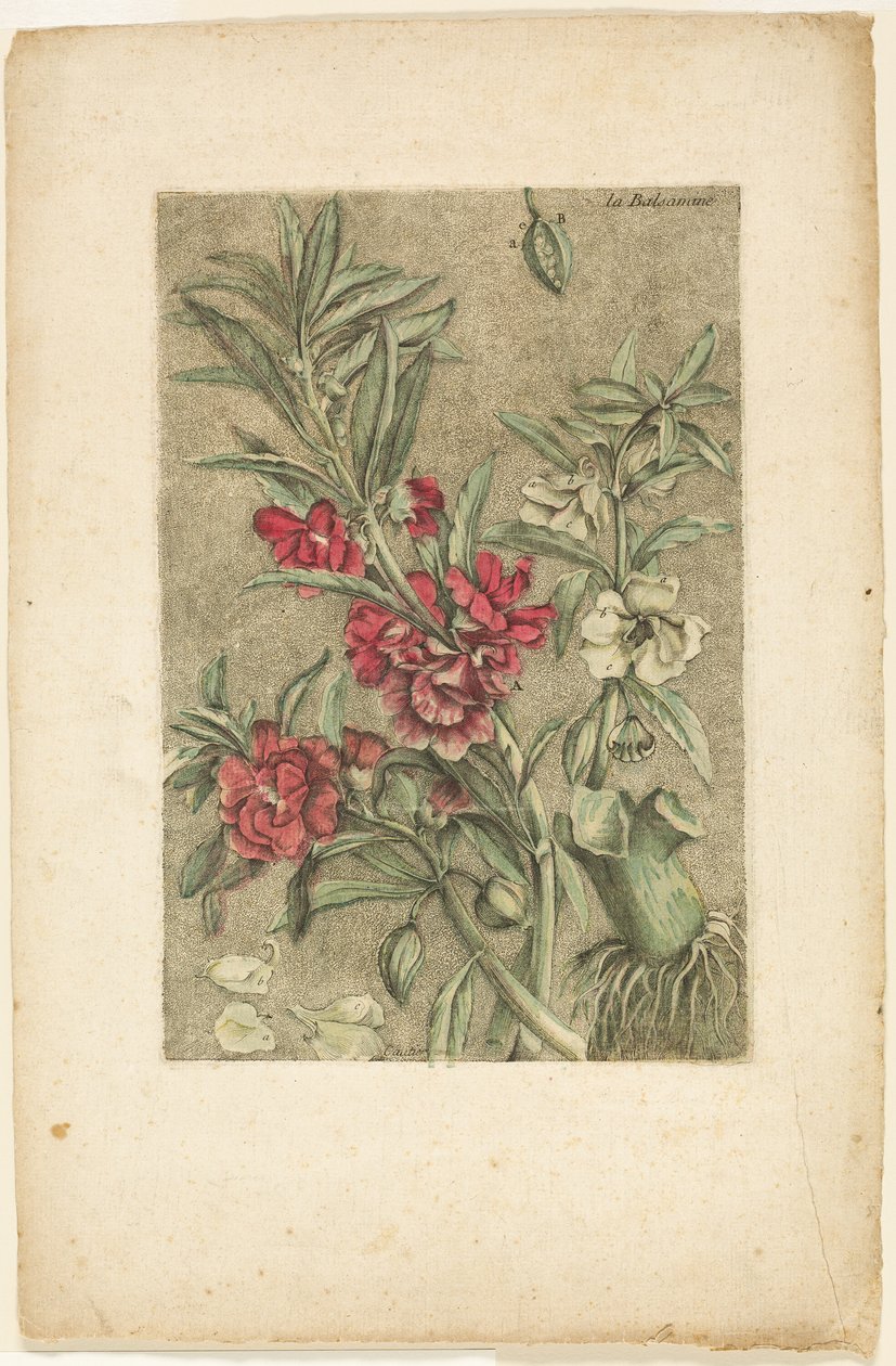 无患子，选自《常用、珍奇和稀有植物集》（Collection des plantes usuelles, curieuses, et étrangères 作者 雅克·法比恩·高蒂埃·达戈蒂