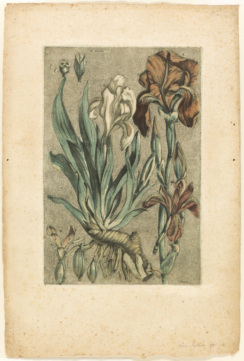 佛罗伦萨鸢尾，选自《常用、稀有和外来植物集》（Collection des plantes usuelles, curieuses, et étrangères 作者 雅克·法比恩·高蒂埃·达戈蒂
