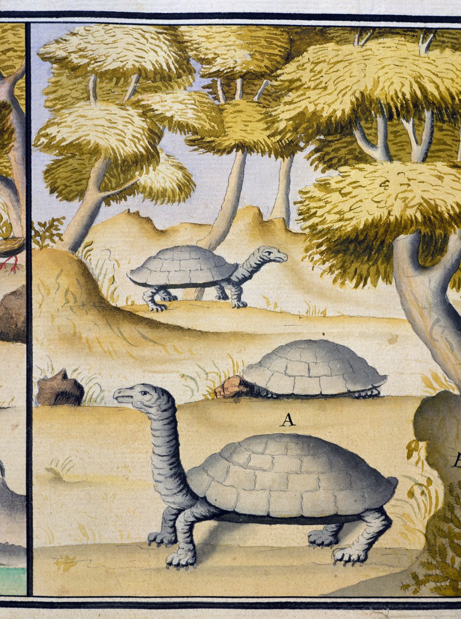 海龟，取自雅克-古安-德-博什纳（1652-1730 年）航海日志的水彩画，他是 1698 年至 1701 年间法国南方海域皇家公司的船长。 作者 雅克·古安·德·博舍纳