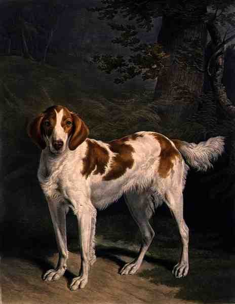 Dash，由Charles Turner（1773-1857）雕刻，由R. Ackermann Jnr.出版。(夹印版画) 作者 雅克·洛朗（后）阿加斯