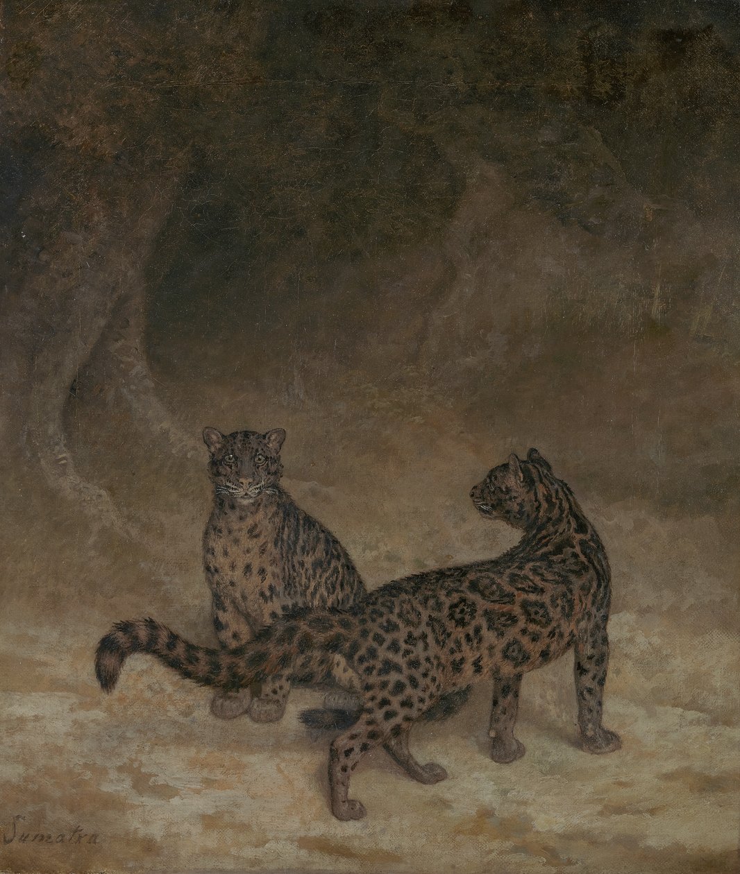 云豹，1825年 作者 雅克·洛朗·阿加斯