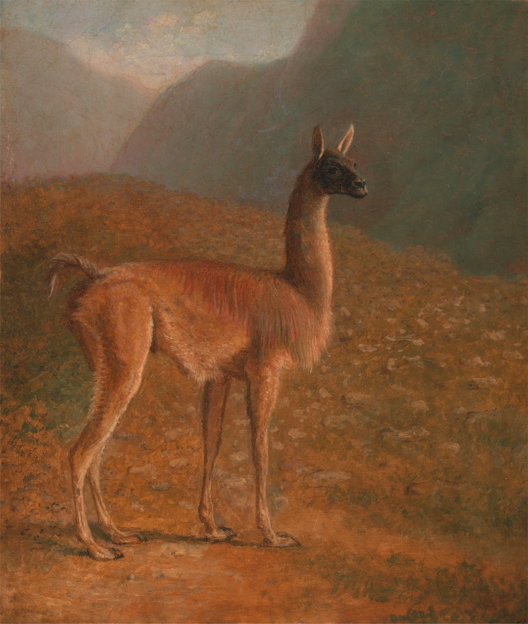 Guanaco 作者 雅克·洛朗·阿加斯
