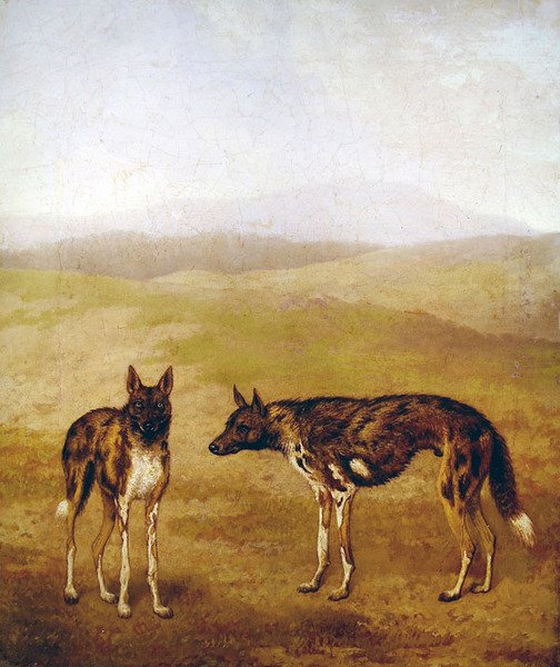 两只非洲猎犬（布面油画） 作者 雅克·洛朗·阿加斯