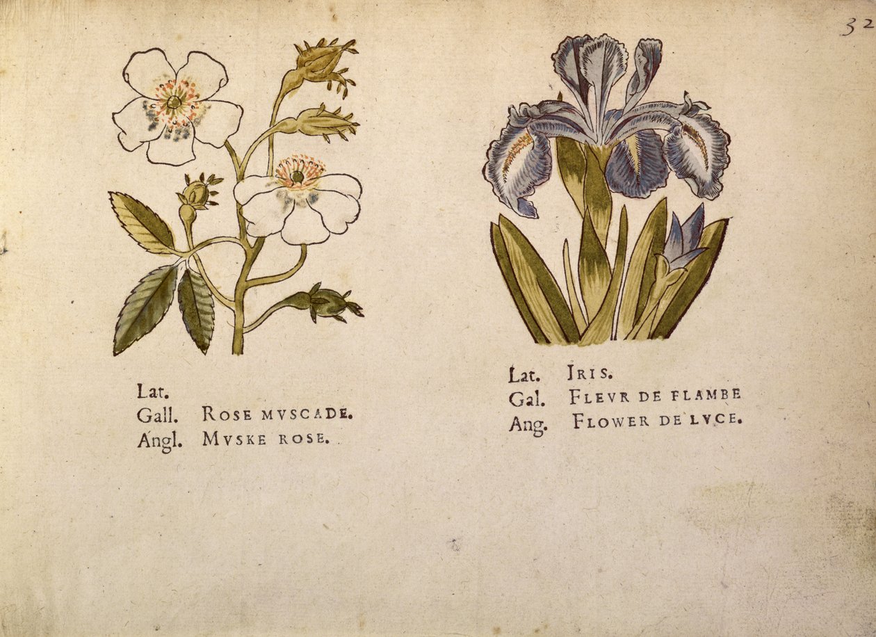 Rose和Iris，来自The Clef des Champs 作者 雅克·勒·摩恩（Jacques Le Moyne）