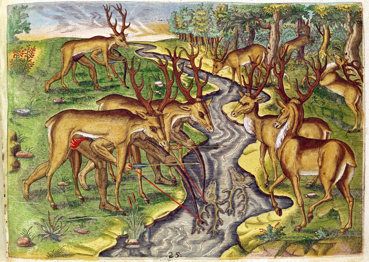 Stag Hunt，来自&39;Brevis Narratio ......&39;，由Theodore de Bry（1528-98）刻制1563 作者 雅克·勒·摩恩（Jacques Le Moyne）