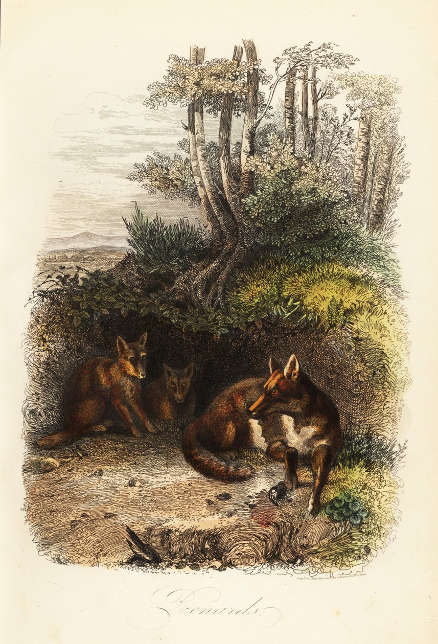 红狐家族，Vulpes vulpes，在巢穴外 作者 雅克·雷蒙德（之后）布拉卡萨特