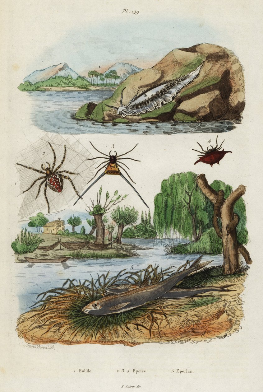 Sea slug, garden spider and European smelt.,1834-1839 (engraving)   1398465   zh       chinese Successfully Translated  Original: ""Un village en automne"" (A village in autumn) Peinture de Karl Wendel (1878-1937) 1903 Musee des Beaux Arts de Mikalojus Kon 作者 雅克·雷恩·伊西多尔·阿卡里男爵