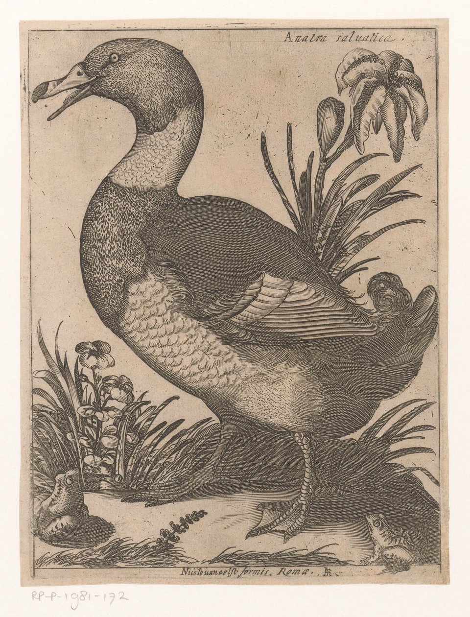 结束
Anatra Saluatica（物品上的标题）
Negen vogels（系列名称） 作者 雅克·德·福纳泽里斯
