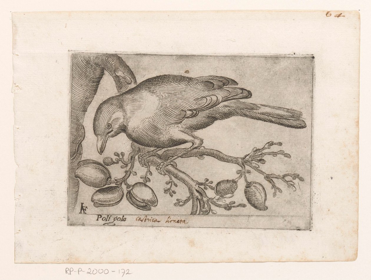 Vogel
Poli gola（物品上的标题）
Vogels（系列名称） 作者 雅克·德·福纳泽里斯