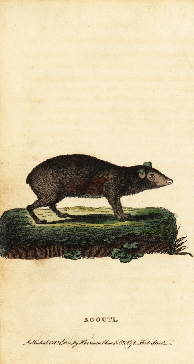 刺豚鼠，Dasyprocta 种。 ,1800（雕刻） 作者 雅克·塞弗