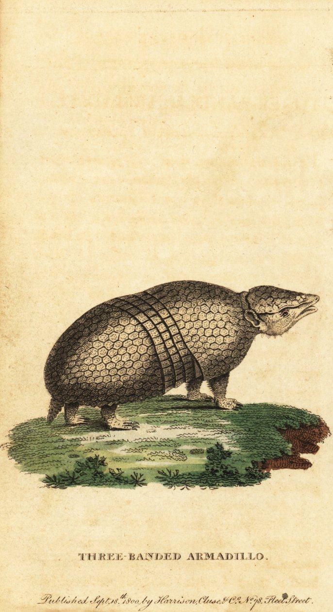 巴西三带犰狳，Tolypeutes tricinctus，1800 年（雕刻） 作者 雅克·塞弗