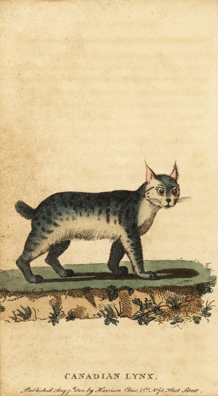 加拿大猞猁（Lynx canadensis），1800 年（雕刻 作者 雅克·塞弗
