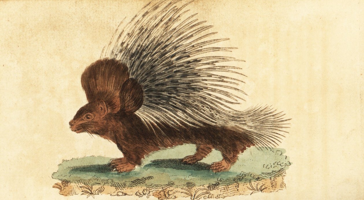 凤头豪猪, Hystrix cristata.,1800（雕刻） 作者 雅克·塞弗