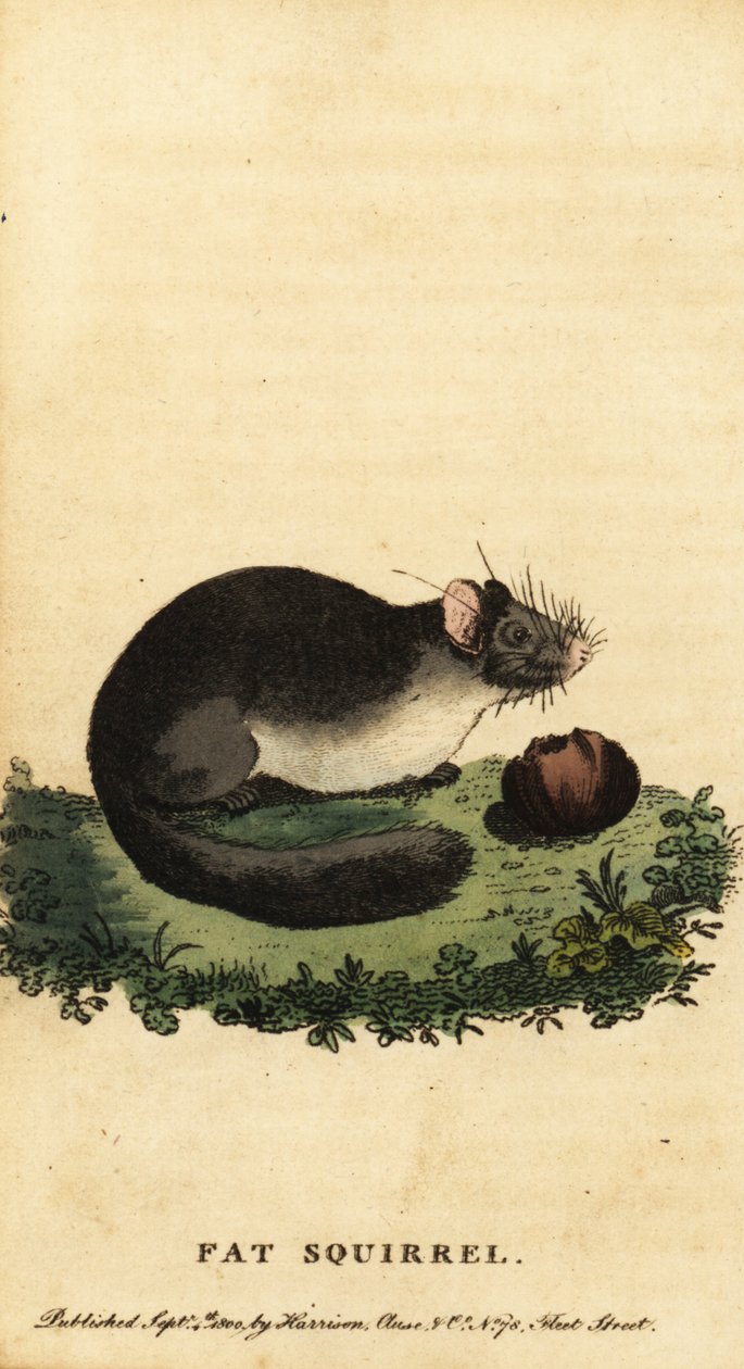 食用睡鼠或肥胖睡鼠，Glis glis.，1800（雕刻） 作者 雅克·塞弗