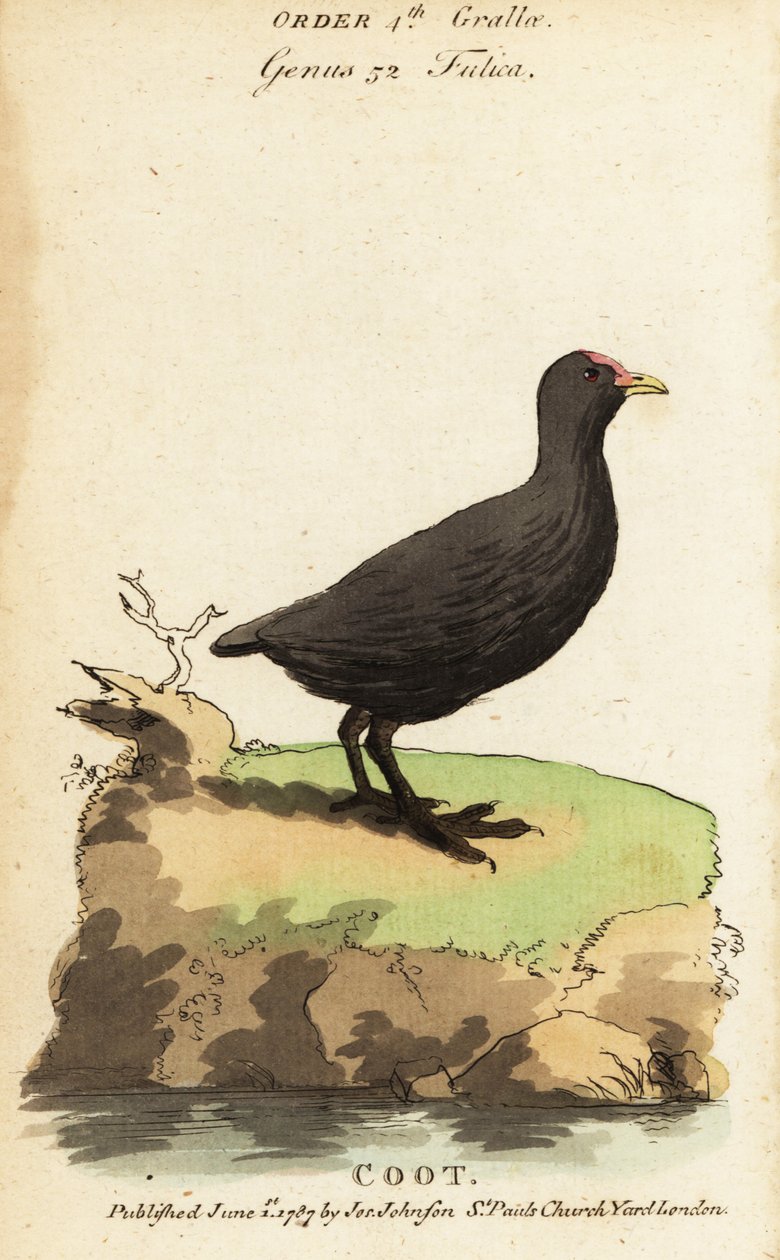欧拉库特，Fulica atra 作者 雅克·塞弗