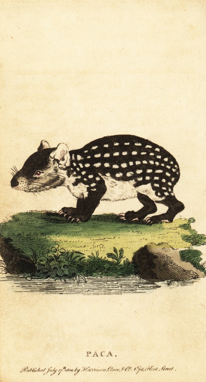 低地帕卡或斑点帕卡，Cuniculus paca.,1800（雕刻） 作者 雅克·塞弗