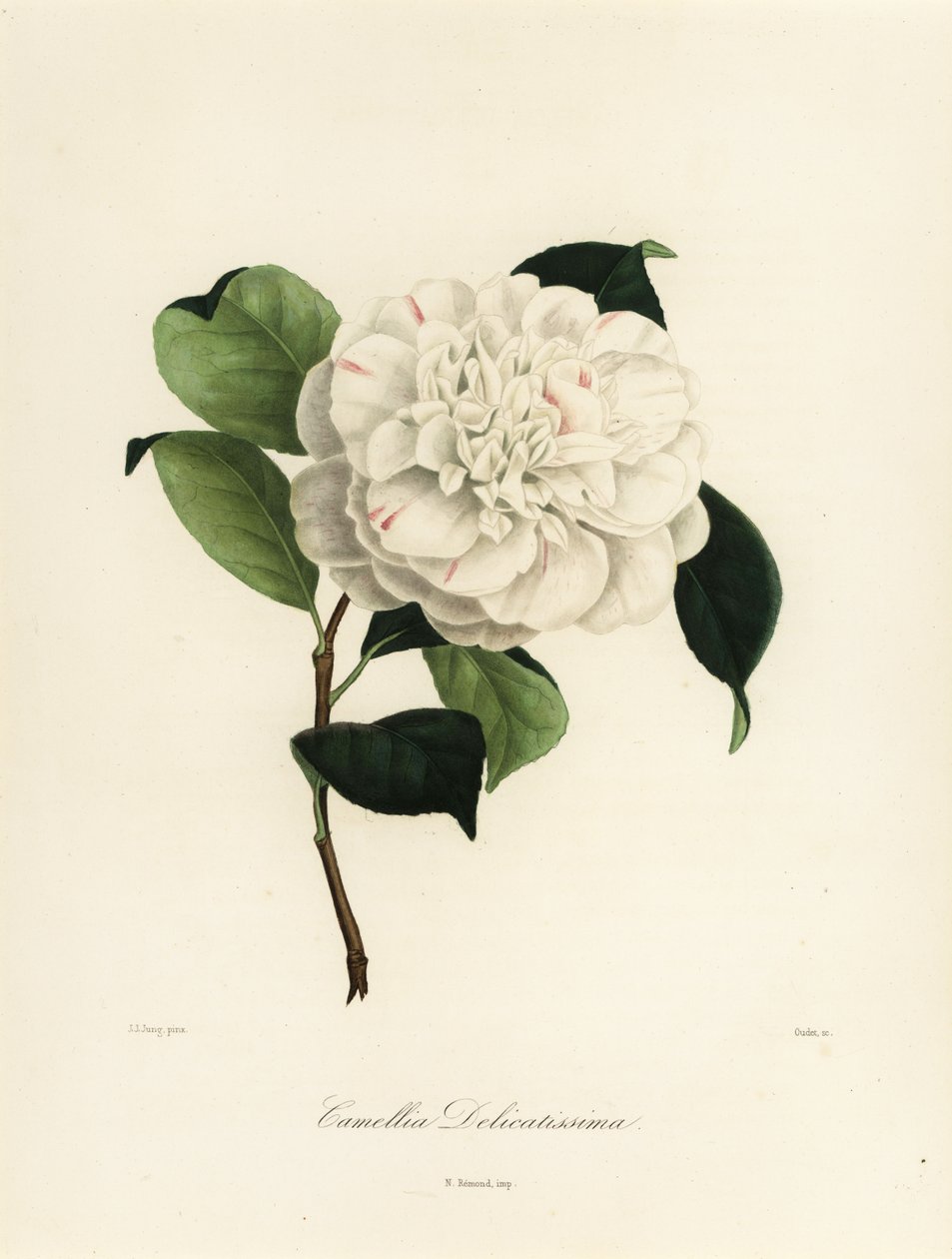 山茶花品种，山茶花 delicatissima 作者 雅各布（后）荣格