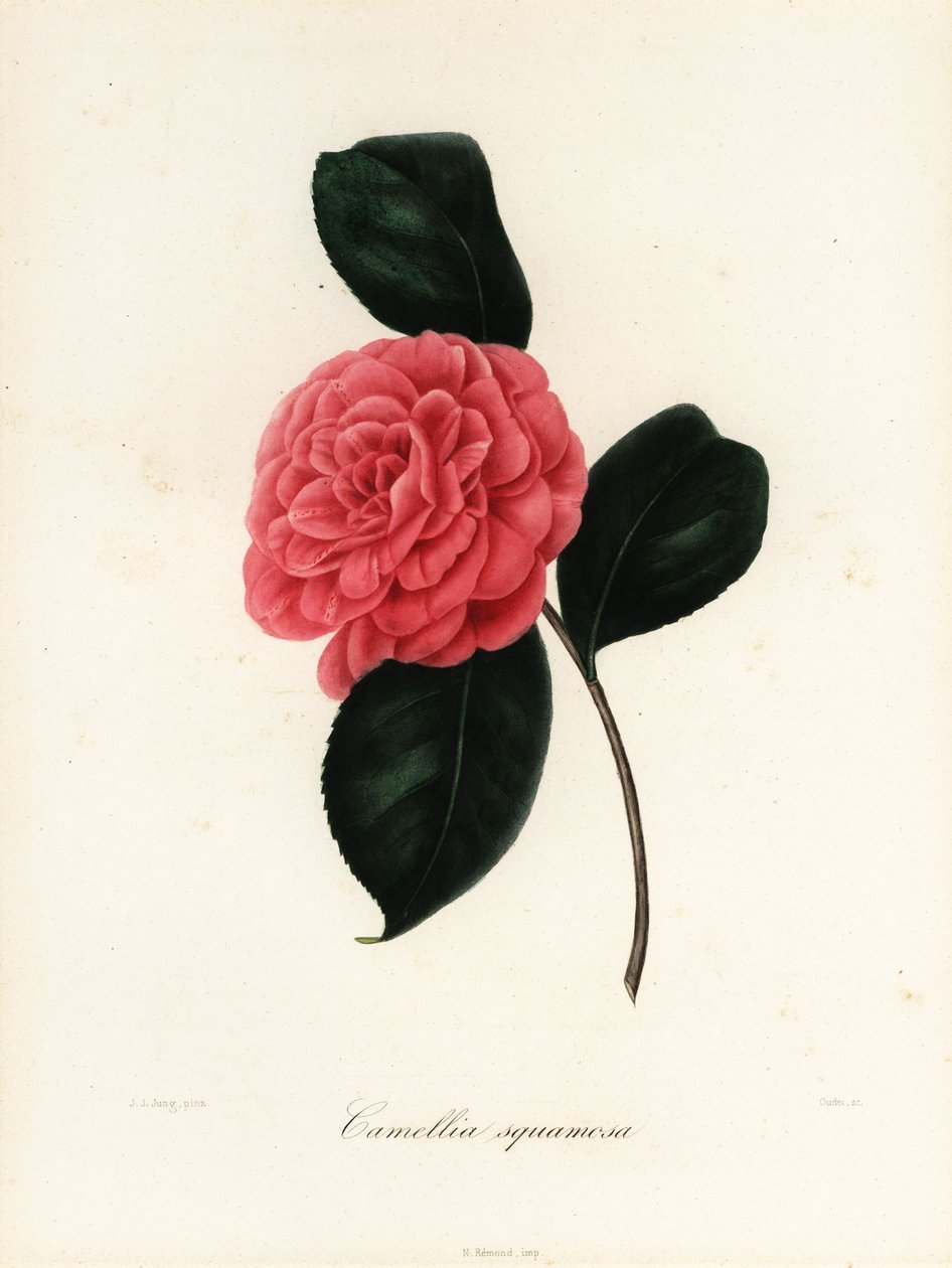 Camellia japonica variety, Camellia squamosa or Camellia squammosa 作者 雅各布（后）荣格