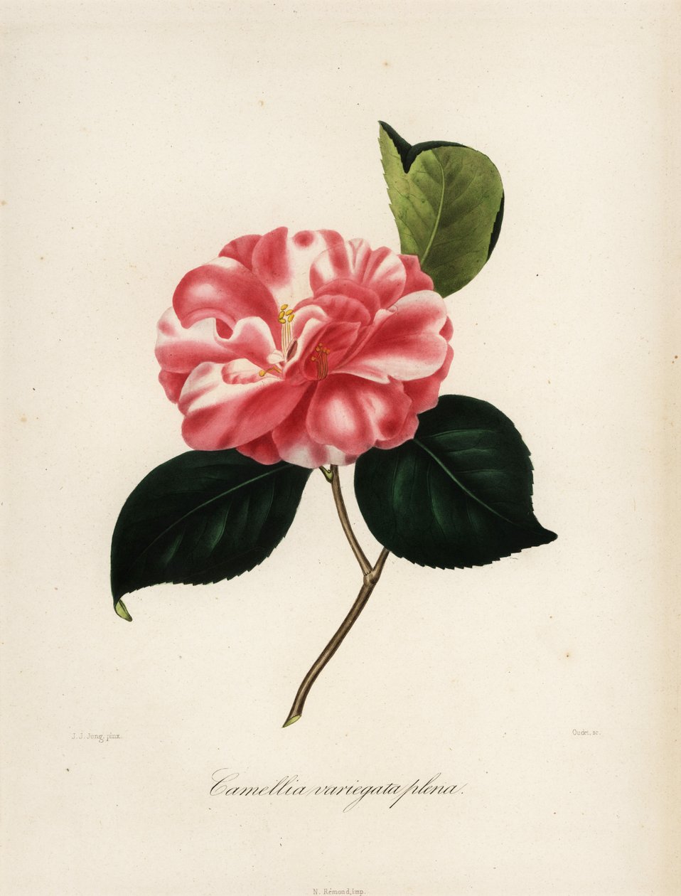 Camellia japonica variety, Camellia variegata plena 作者 雅各布（后）荣格
