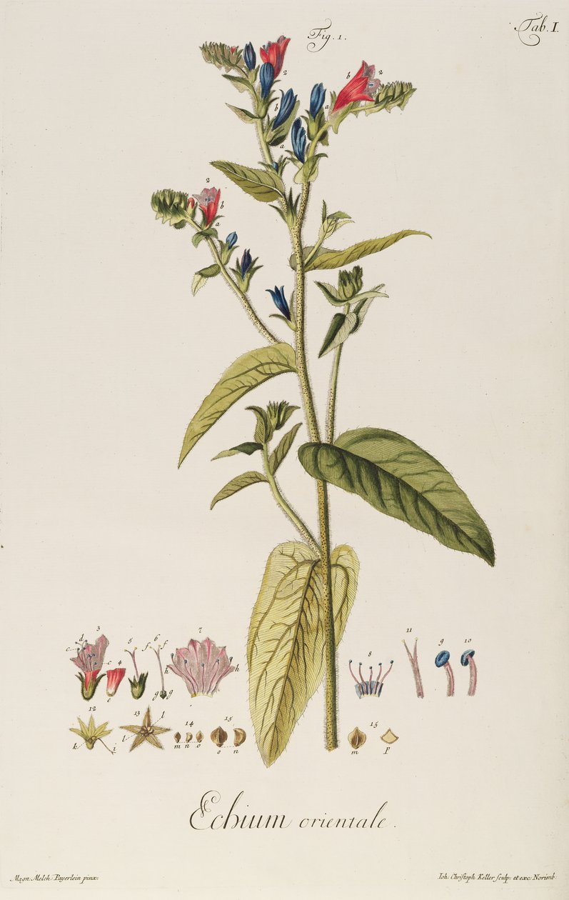 蓝蓟：东方植物，来自“Icons Plantarum”，c.1763（雕刻） 作者 雅各布·克里斯托弗·凯勒