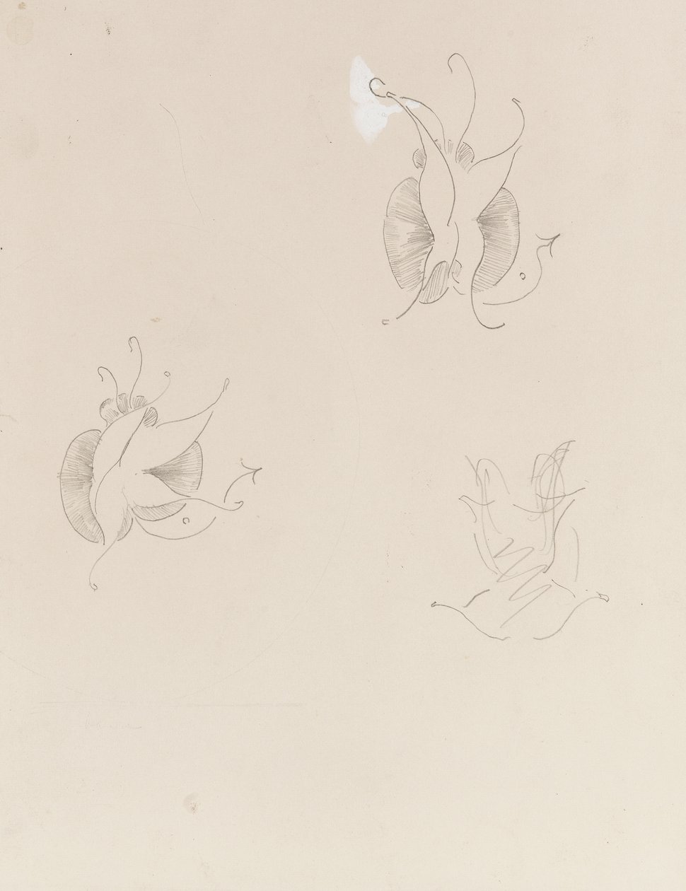 两只惠斯勒蝴蝶和一张毁坏的草图，c.1890（铅笔和中国白纸） 作者 詹姆斯·阿博特·麦克尼尔·惠斯勒