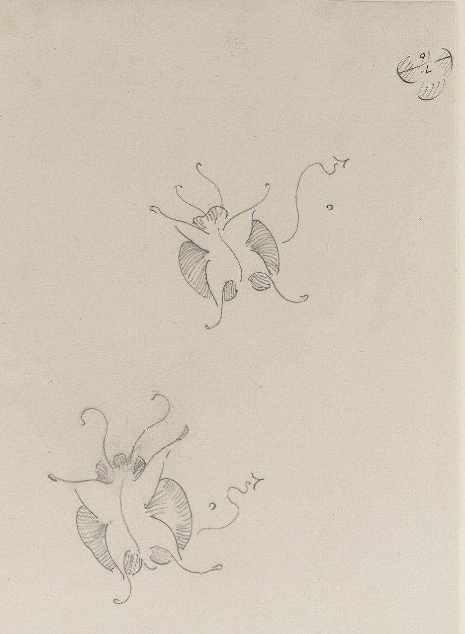 两只惠斯勒蝴蝶，1890年 作者 詹姆斯·阿博特·麦克尼尔·惠斯勒