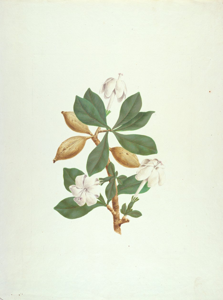Aquariti（叶子，花和果实）（纸上的石墨水粉） 作者 詹姆斯·布鲁斯