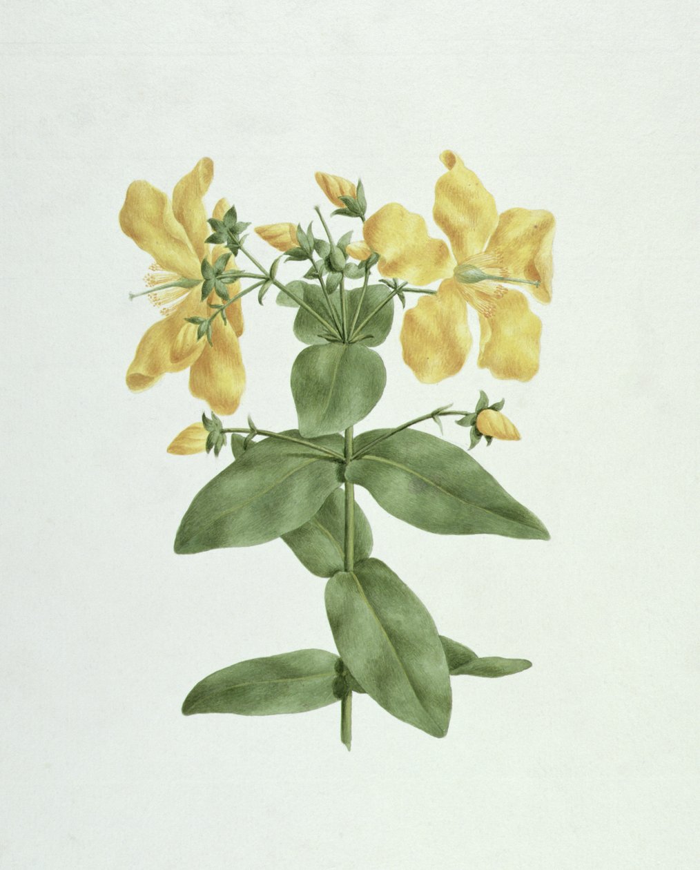 Feel-Fetch（金丝桃属植物）（纸上的石墨） 作者 詹姆斯·布鲁斯