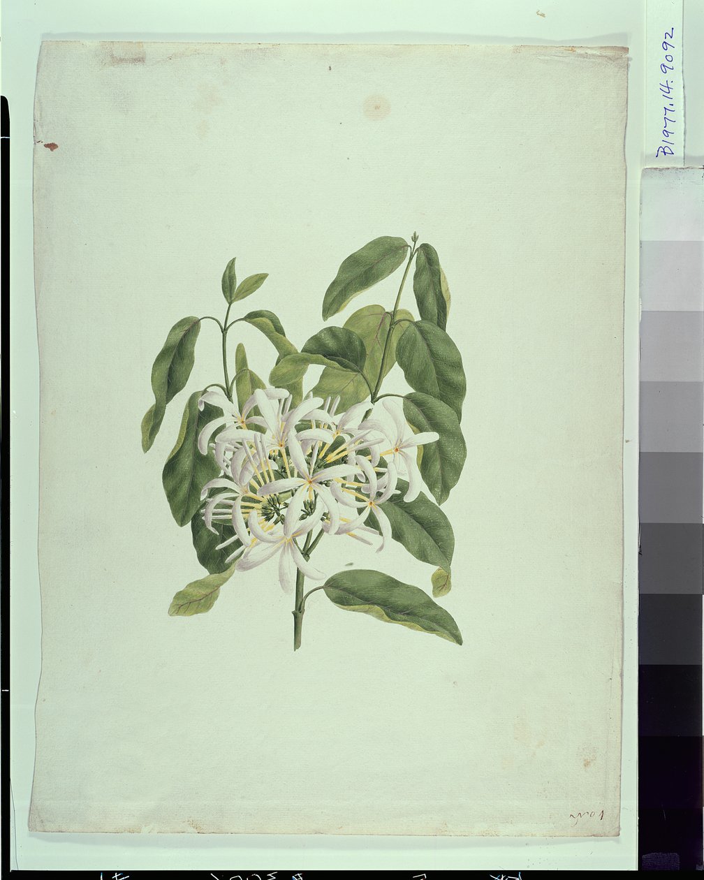 Taberne Montana（叶子和花）（纸上的石墨水粉） 作者 詹姆斯·布鲁斯