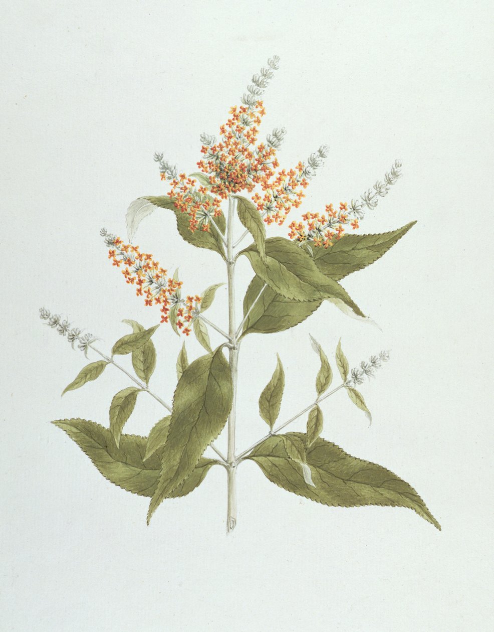 Umtar（醉鱼草（Buddleia polystachya））（纸上的石墨） 作者 詹姆斯·布鲁斯