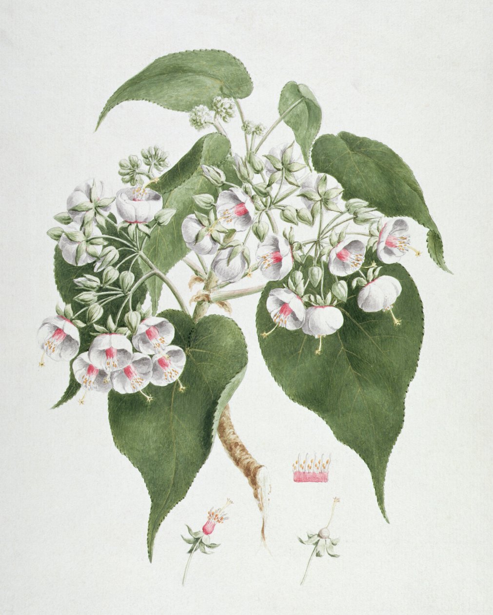 Walkuffa No.5 Dombeya torrida（纸上的石墨） 作者 詹姆斯·布鲁斯