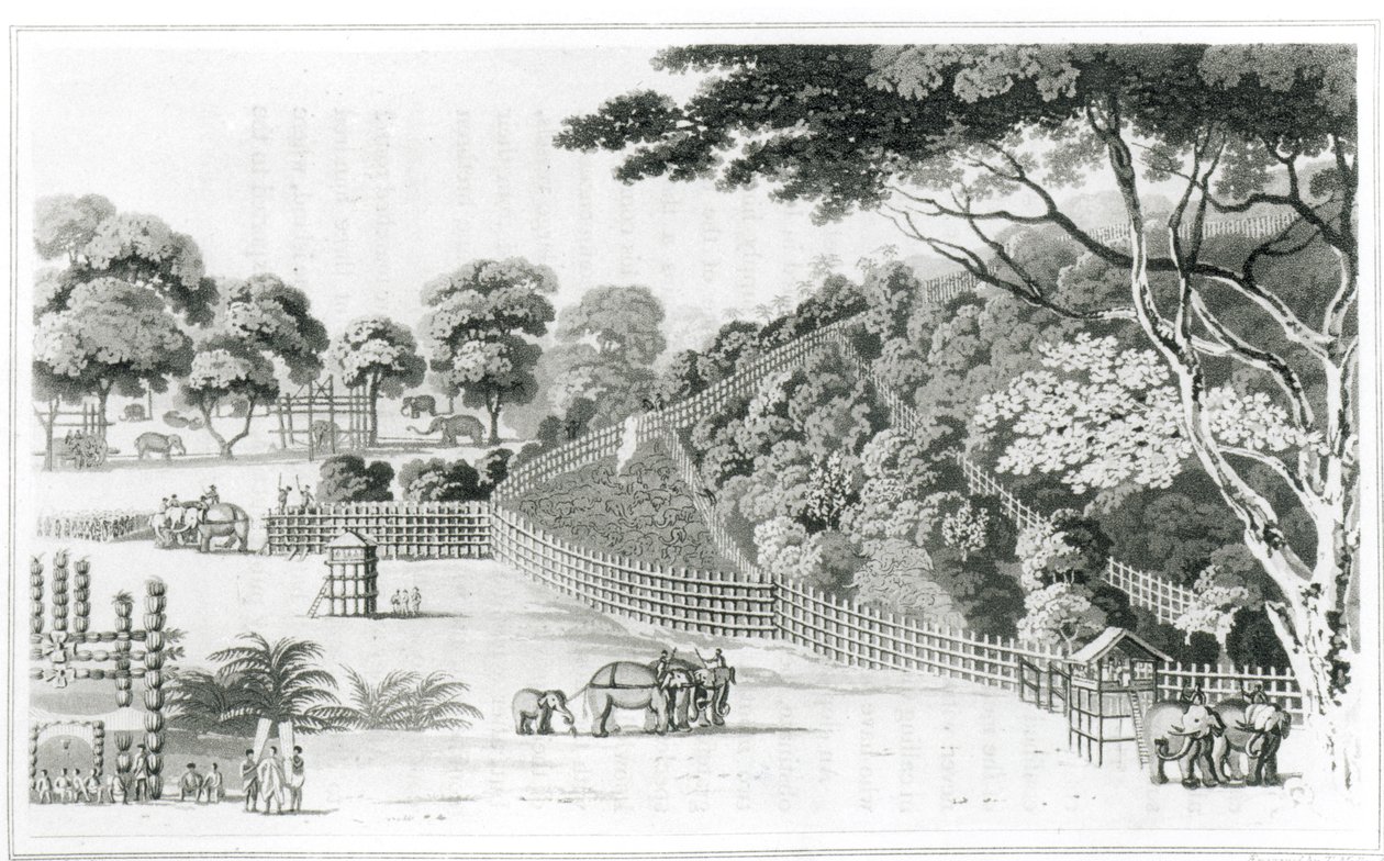 大象圈在Kotawy，第一卷来自James Cordiner的“描述锡兰”，出版于1807年 作者 詹姆斯·科迪纳