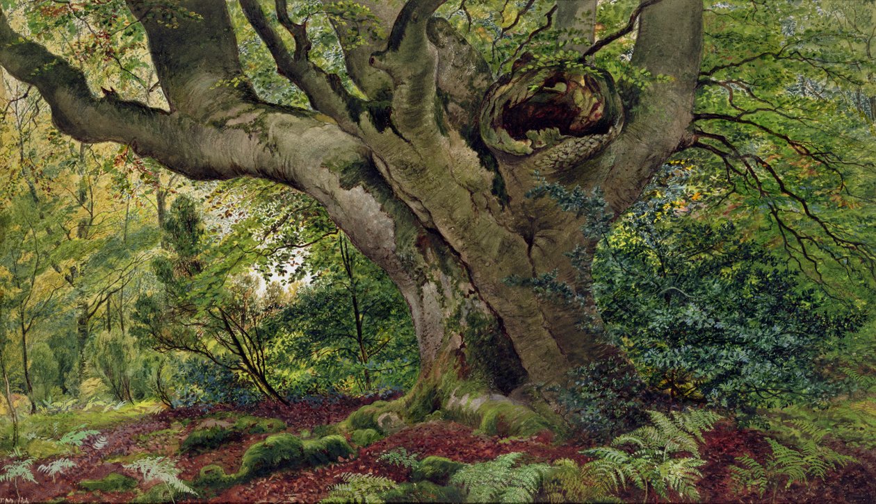 Burnham Beeches（wc） 作者 詹姆斯·马修斯