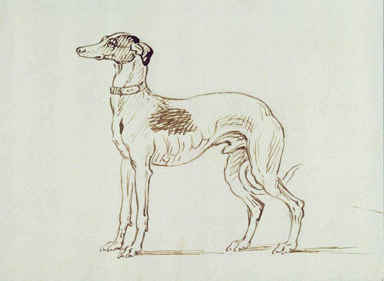 一只灵缇犬，面朝左 作者 詹姆斯·西摩