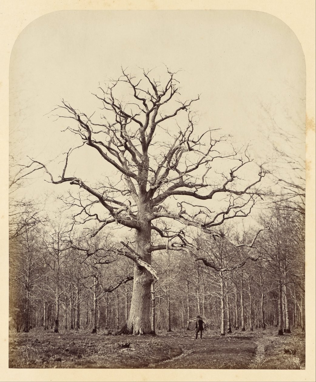 Queen Annes Oak 作者 詹姆斯·辛克莱尔