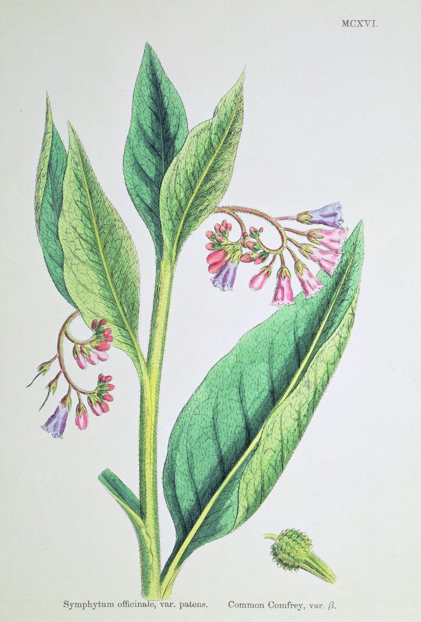 常见的紫草，平板MCXVI，c.1800 作者 詹姆斯·索尔比