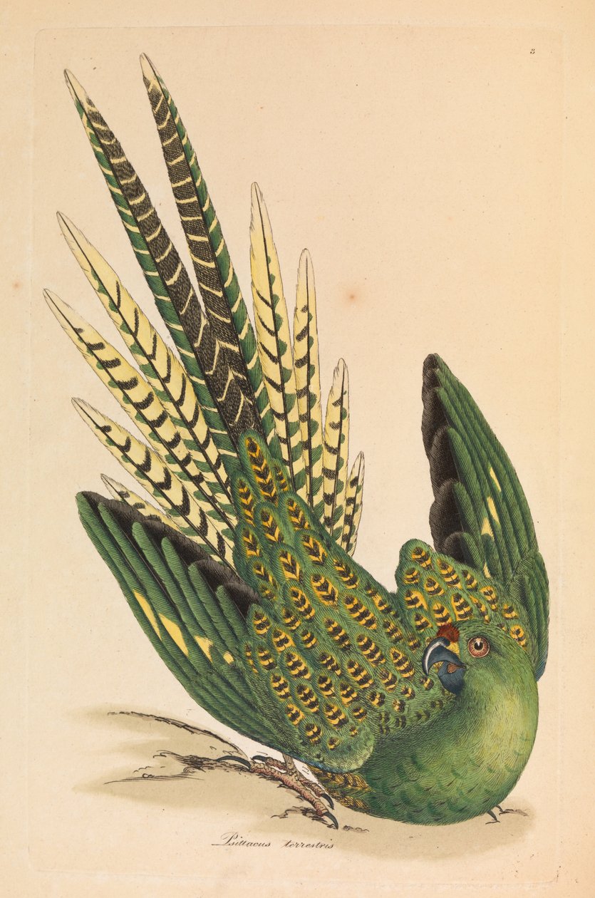 地面鹦鹉，Psittacus terrestris 作者 詹姆斯·索尔比